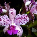 amethystoglossa "Jaguar"