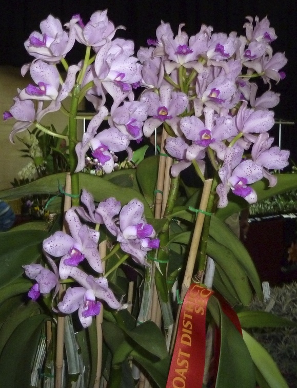 amethystoglossa "Pink" x "Spots"