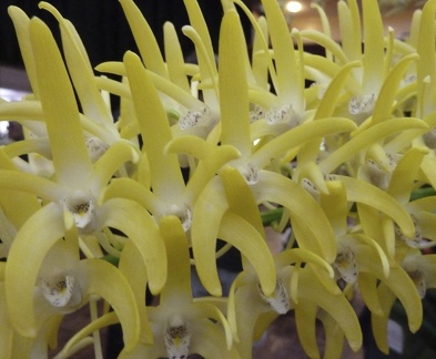 speciosum var. grandiflorum