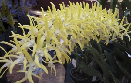 speciosum var. grandiflorum