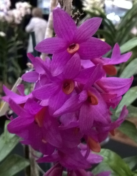 Orchids - World_20150903_16_36_45_Pro.jpg