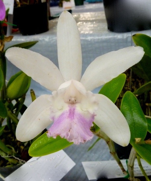 C. intermedia var. amethystina.JPG