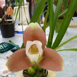 Lycaste (Lyc.)