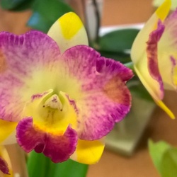 Ctt. Susan Holcompe x (Rth. Love Sound x C. Tangerine Jewel)