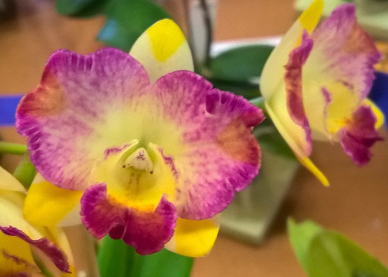 Orchids - World_20150919_10_26_59_Pro.jpg