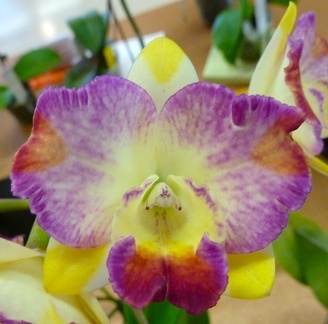 (Rth. Love Sound x C. Tangerine Jewel) x Ctt. Susan Holcompe