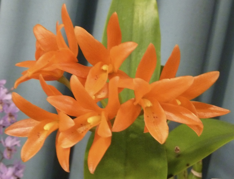 C. aurantiaca.JPG