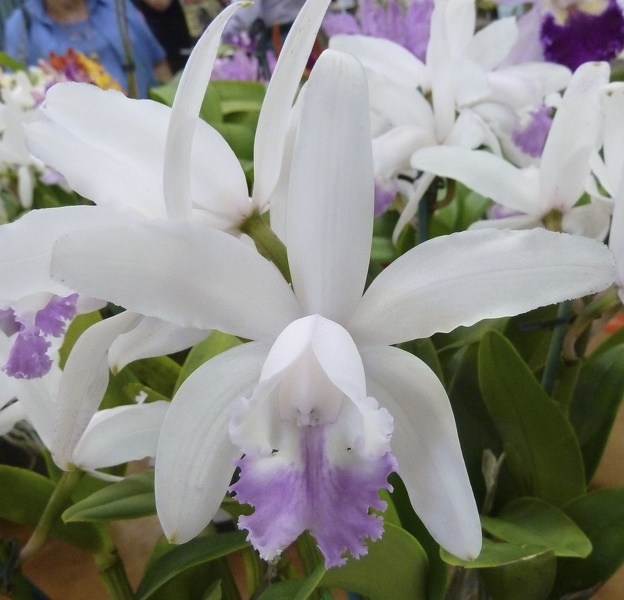 C. intermedia var. amethystina "Pink"