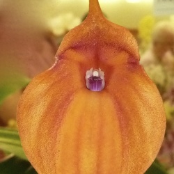 Masdevallia (Masd.)