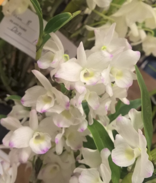 Orchids - World_20150919_10_23_54_Pro.jpg