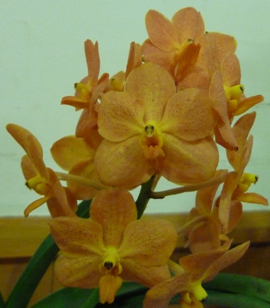 Ascda. Su Fun Beauty.JPG