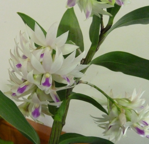 Den. amethystoglossum.JPG