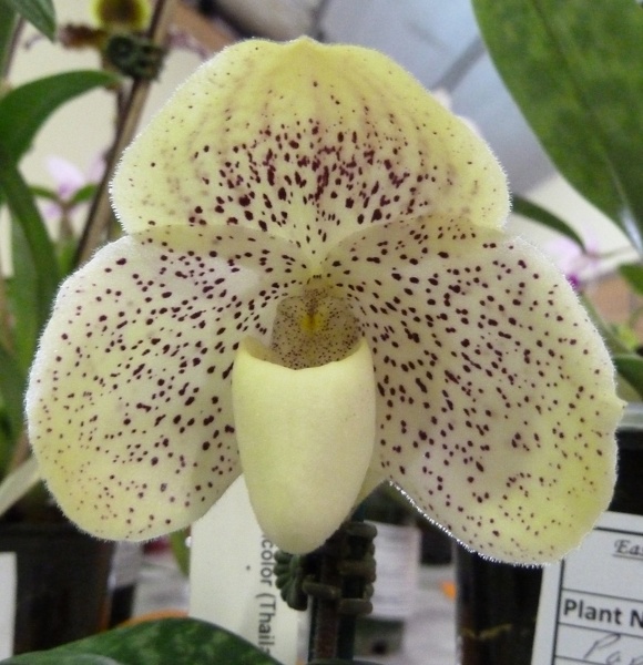 Paph. concolor.JPG