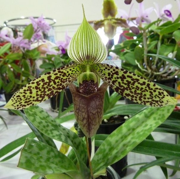 Paph. sukhakulii.JPG