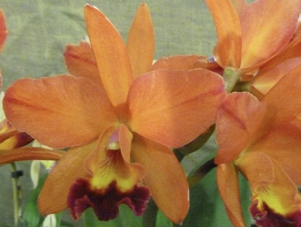 Aussie Sunset "Cosmic Fire" x Fire Dance