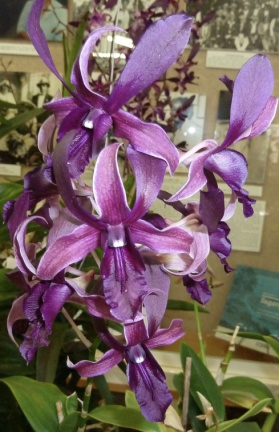 Kauai Purple