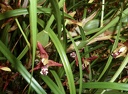 tenuifolia