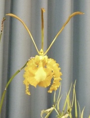 papilio var. flavum