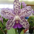 Caudabec "Southern Cross" x Lumita "Bold Spots"