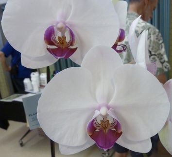 Phal. Tomo Arcnus x Dtps Tiannong Glory