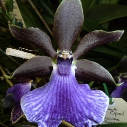 Zygopetalum (Z.)