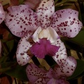 Highland Spots "Carmen" x Caudebec "Carmella"