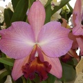 C. Tangerine Jewel x Rlc. Glenn Maidment