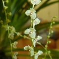 Ste. pauciflora (2).JPG