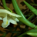 Den. curviflorum.JPG