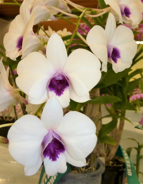 Den. (Chao Praya White x Burbank Sweet).JPG