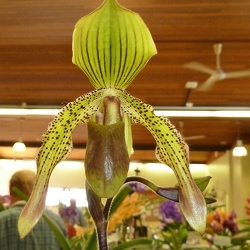 Paphiopedilum (Paph.)