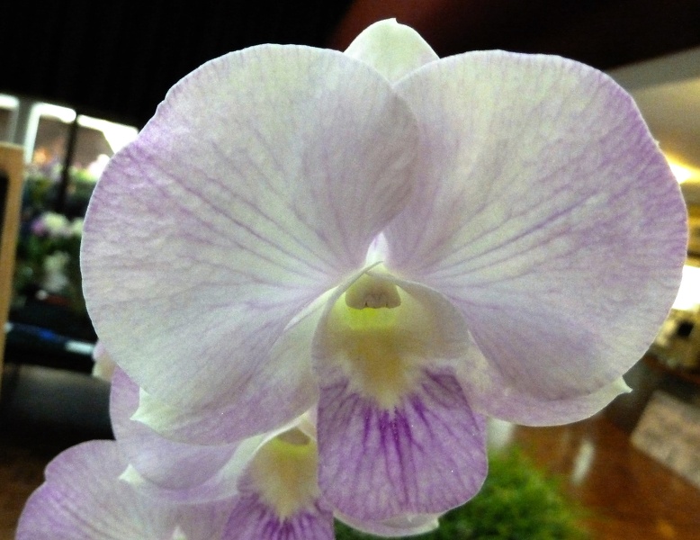 Den. (Chao Praya Candy x Penang Candy) x Dal's Madam..JPG