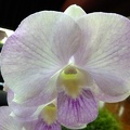 Den. (Chao Praya Candy x Penang Candy) x Dal's Madam..JPG