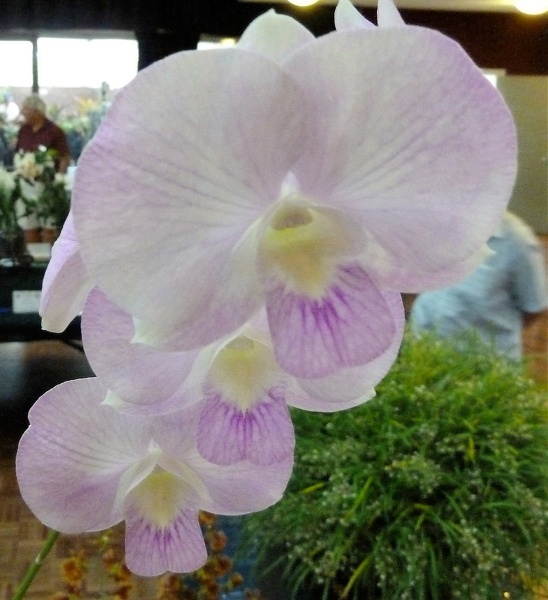 Den. (Chao Praya Candy x Penang Candy) x Dal's Madam.JPG