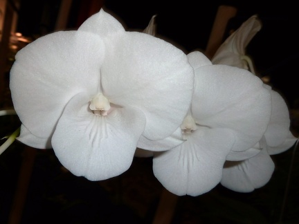 White Pansy x Burana Stripe