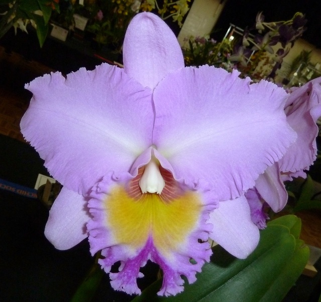 Rlc. Donna Kimura . Paradise Tami..JPG