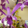 Den. Cherry Dance "Chao Praya"