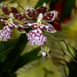 Cyrtocidium (Ctd.)