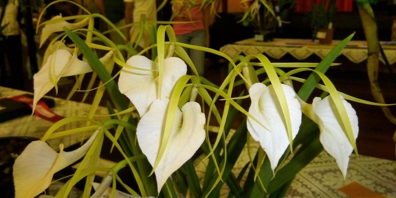 grandiflora