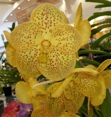 Suksamran Gold x (V. Charles Goodfellow x Ascda. Dong Tarn)