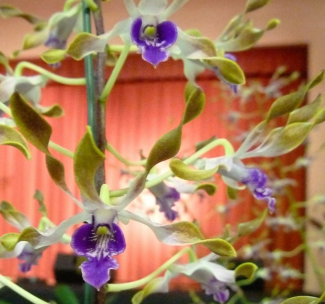 Den. Brown Gloss x canaliculatum.JPG