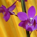 Phal. buyssoniana..JPG