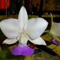 C. walkeriana ("H & R" x "Tancho")