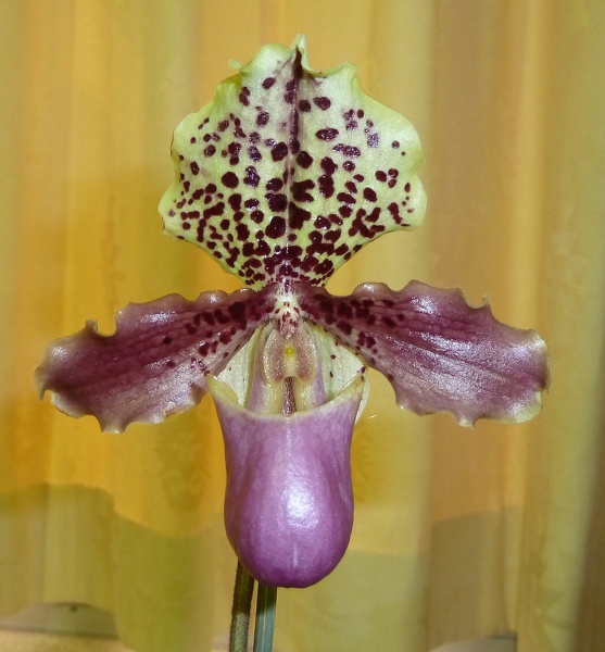 Paph. henryanum.JPG