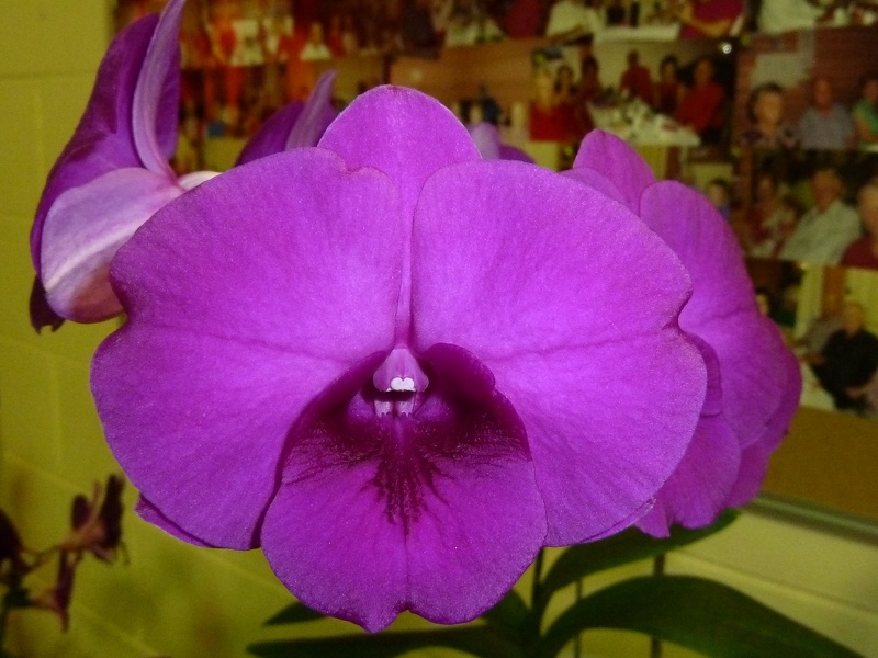 Den. Dal's Pixie x Bernadette.JPG