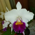 Rlc. Valley Isle Queen x C. Persepolis