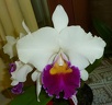 Rlc. Valley Isle Queen x C. Persepolis