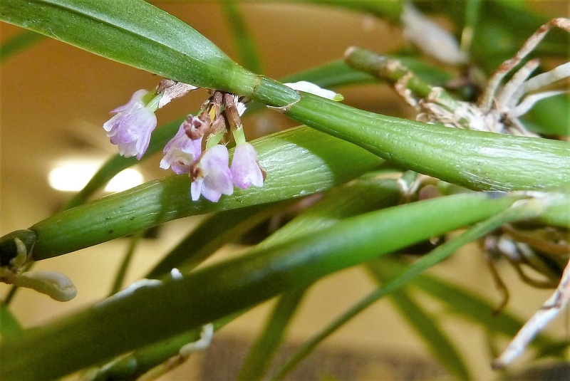 Cladobium graminifolium..JPG