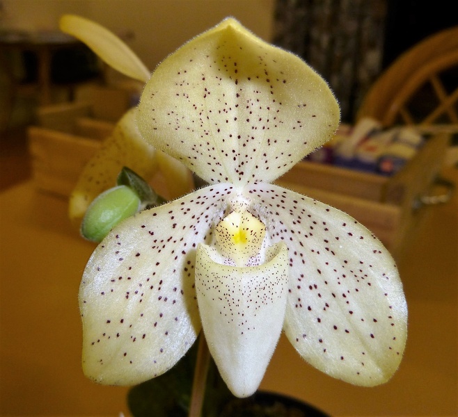 Paph. concolor.JPG