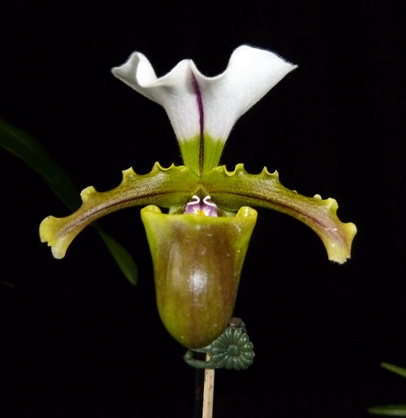 Paph. spicerianum.JPG